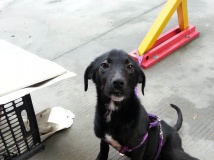 5.18  修下传统龙 看下新龙舟 哈哈 参考